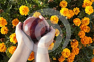 Red apple in child's hands on flower background