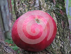 Red apple on the bark of a tree