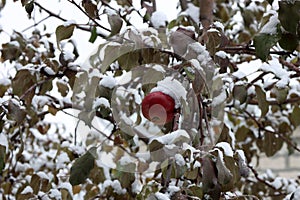 red apple covered with snow hanging on a tree in late autumn