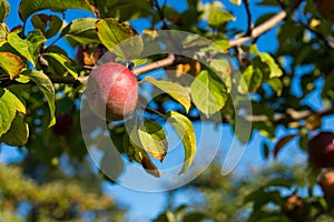 A red apple dangles from a tree photo