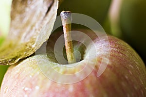 A red apple in drops of water. Macro shooting. Selective focus.