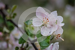 Red apple flowers, macro shot closeup