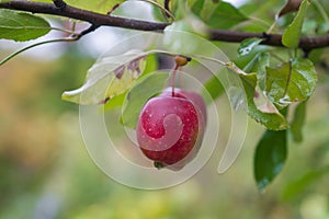 Red apple in fruit garden