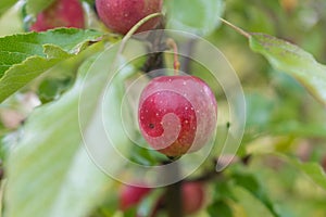 Red apple in fruit garden