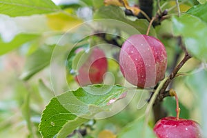 Red apple in fruit garden