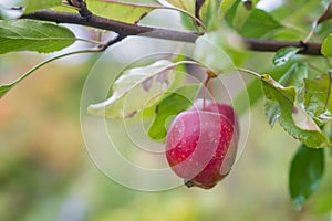 Red apple in fruit garden