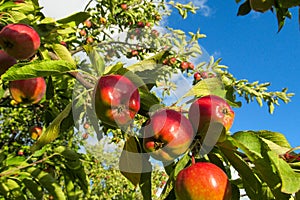 Red apple fruits on the tree
