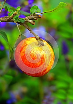 Red apple in garden