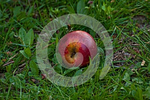Red apple on the grass.Fruit