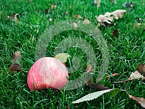 Red apple on grass in the garden. Lawn blur with soft light for background.