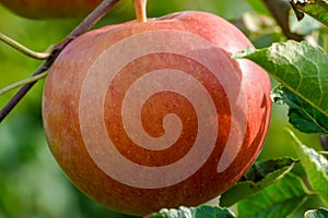 Red apple growing on apple tree branch. Autumn landscape