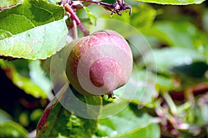 Red apple growing on tree.