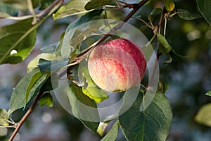 Red apple growing on tree