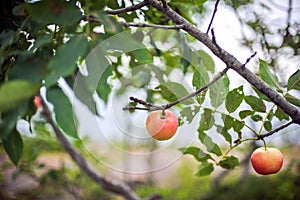 Red apple growing on tree