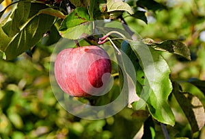 Red apple growing on tree.