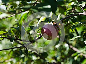 A Red apple growing on an apple tree