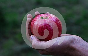 red apple at hand