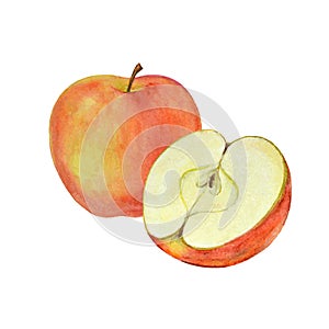 Watercolor apple on white background