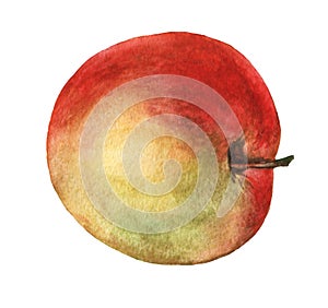 Red apple. Hand drawn watercolor painting