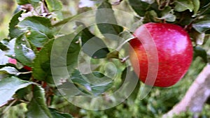 Red Apple hanging on branch of apple tree in orchard. Fruit Autumn harvest in garden. Organic food - Apples farm plant