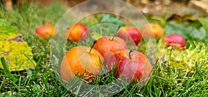 Red apple lay down on green ground background