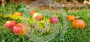 Red apple lay down on green ground background
