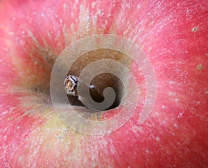 Red apple, macro