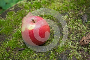 red apple on moss in the forest