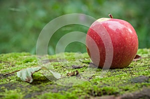 Red apple on moss in the forest