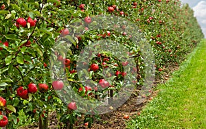 Red apple orchard photo