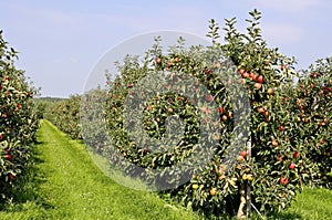 Red apple orchard