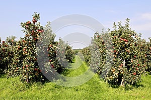 Red apple orchard