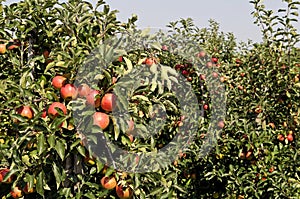 Red apple orchard