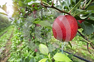 Red apple orchard in autumn