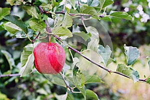 Red apple rubin on branch at garden after rain