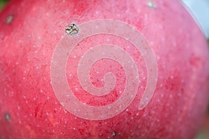 Red apple with scab growing on tree