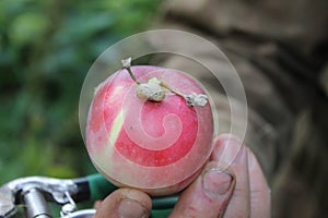 Red Apple with snail, male hand and garden scissors
