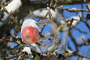 red Apple in the Snow