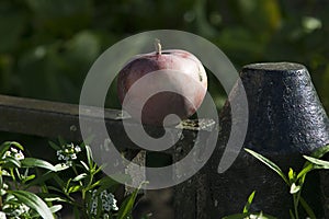 red apple with spider in the garden