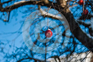 A red apple on a tree, apparently the last of the season, covered with snow