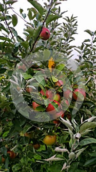 Red apple tree in Ohio