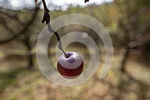 Red apple on the tree in the autumn