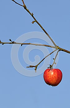 Red apple on tree branch