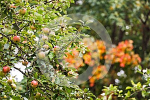 Red apple tree on colorful background. Fresh vegetarian healthy food. Organic farming background.