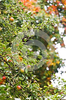 Red apple tree on colorful background. Fresh vegetarian healthy food. Organic farming background.