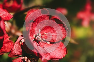 Red apple tree flower close-up, detailed macro photo.