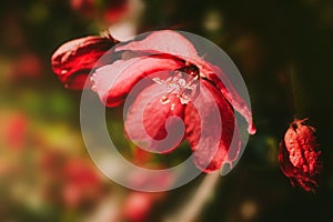 Red apple tree flower close-up, detailed macro photo.