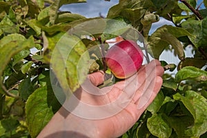 Red apple on tree and hand showing healthy food and good harvest concept