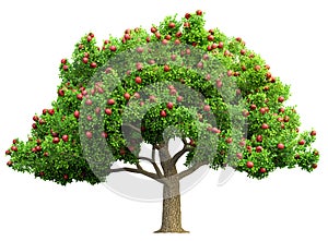 Red apple tree isolated