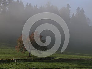 Red apple tree under the morning light in a field covered with a light fog